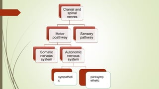 Nervous system PPT for grade 10 (basic concepts regarding human nervous ...