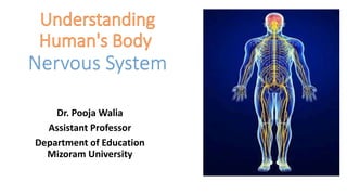 Nervous System
Dr. Pooja Walia
Assistant Professor
Department of Education
Mizoram University
 