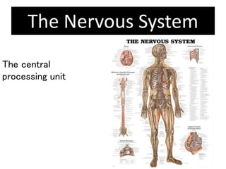 The Nervous System
1
The central
processing unit
 