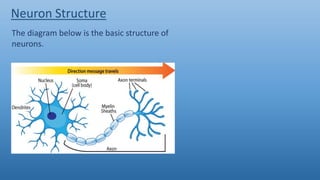 Nervous system | PPTX