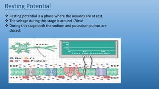 Nervous system | PPTX