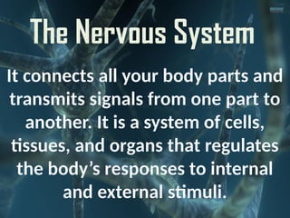 The nervous system- Control Systemem of the Body | PPTX