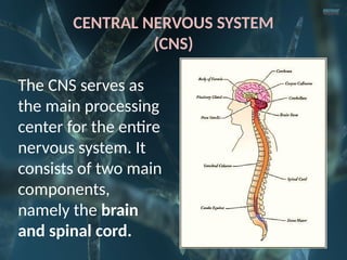 The nervous system- Control Systemem of the Body | PPTX