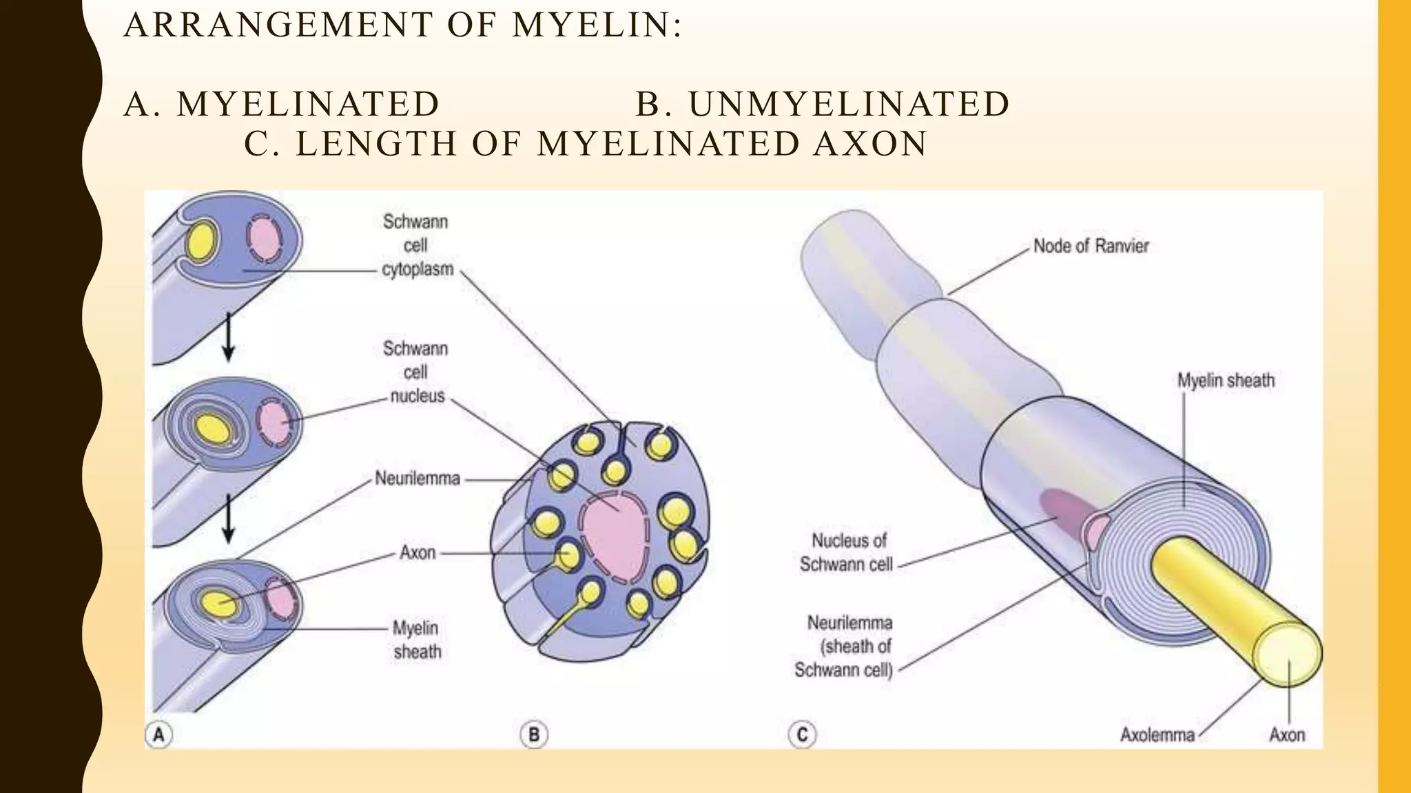 ARRANGEMENT OF MYELIN:
A. MYELINATED B. UNMYELINATED
C. LENGTH OF MYELINATED AXON
 