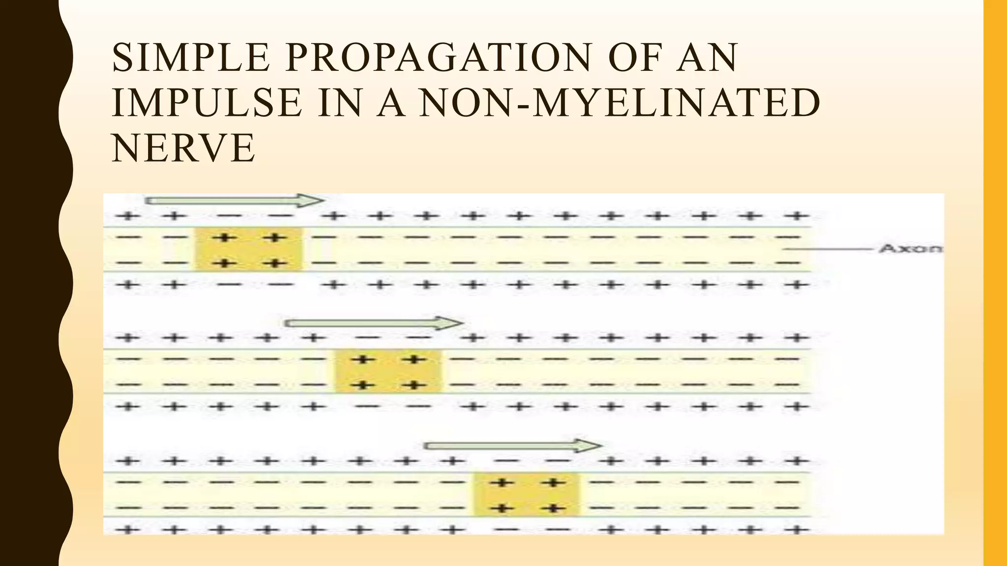 SIMPLE PROPAGATION OF AN
IMPULSE IN A NON-MYELINATED
NERVE
 