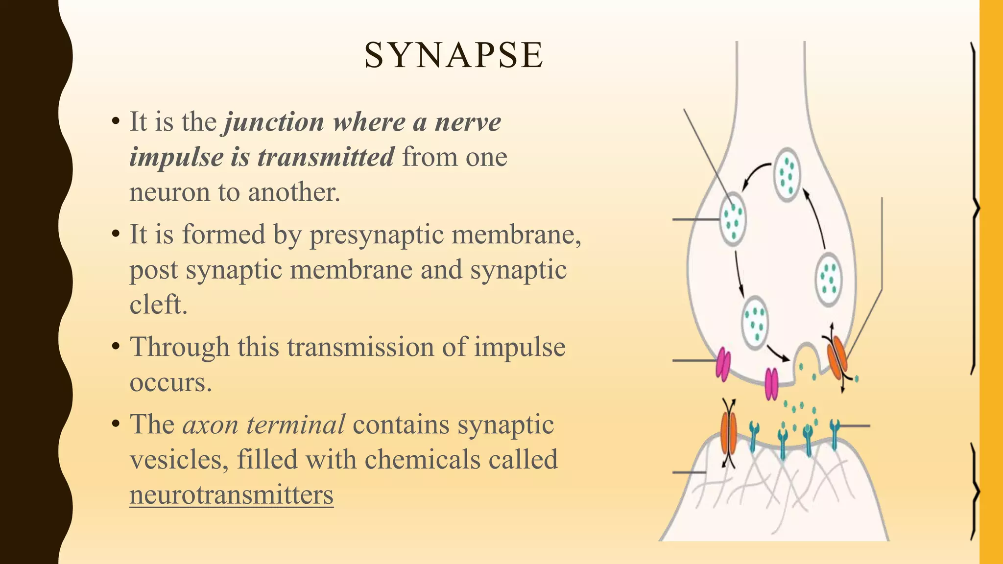 SYNAPSE
• It is the junction where a nerve
impulse is transmitted from one
neuron to another.
• It is formed by presynaptic membrane,
post synaptic membrane and synaptic
cleft.
• Through this transmission of impulse
occurs.
• The axon terminal contains synaptic
vesicles, filled with chemicals called
neurotransmitters
 