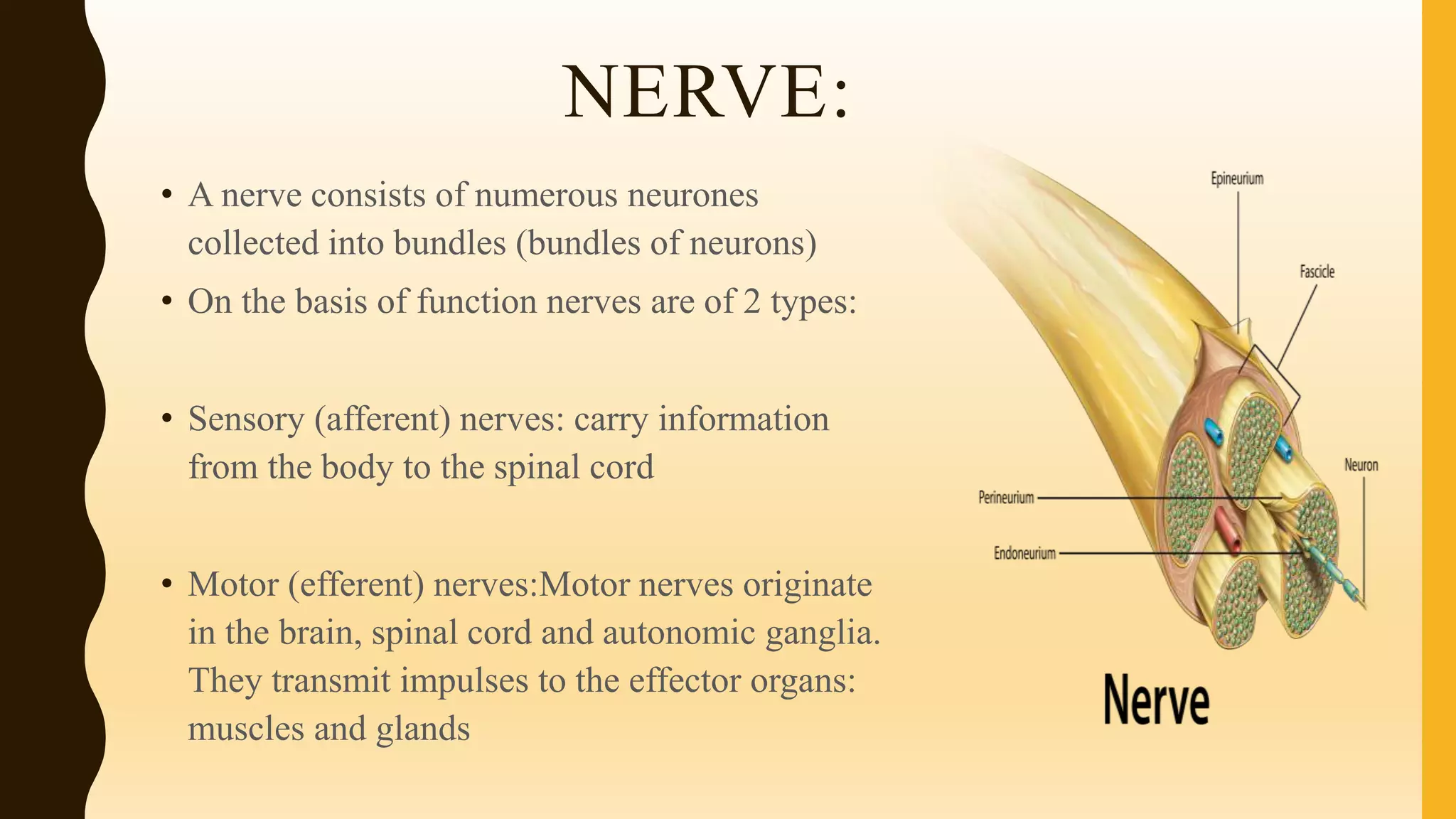 NERVE:
• A nerve consists of numerous neurones
collected into bundles (bundles of neurons)
• On the basis of function nerves are of 2 types:
• Sensory (afferent) nerves: carry information
from the body to the spinal cord
• Motor (efferent) nerves:Motor nerves originate
in the brain, spinal cord and autonomic ganglia.
They transmit impulses to the effector organs:
muscles and glands
 