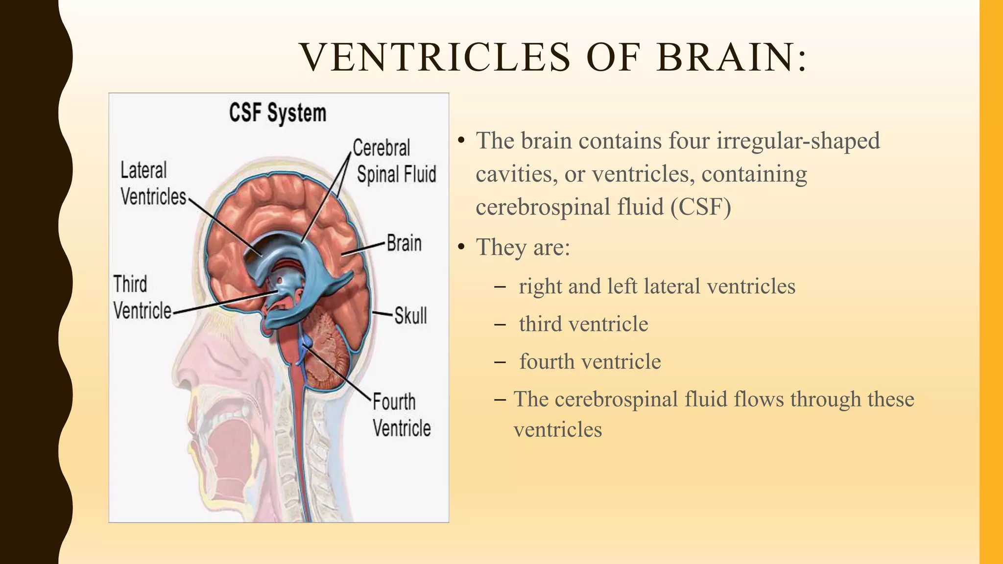 VENTRICLES OF BRAIN:
• The brain contains four irregular-shaped
cavities, or ventricles, containing
cerebrospinal fluid (CSF)
• They are:
– right and left lateral ventricles
– third ventricle
– fourth ventricle
– The cerebrospinal fluid flows through these
ventricles
 