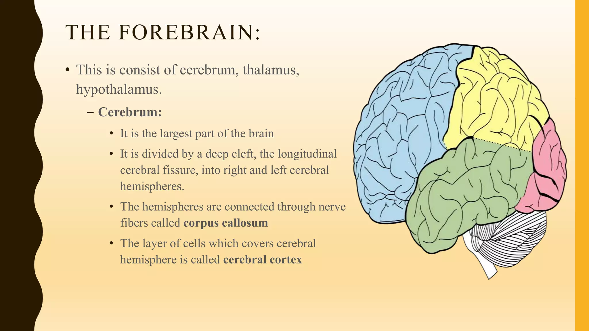 THE FOREBRAIN:
• This is consist of cerebrum, thalamus,
hypothalamus.
– Cerebrum:
• It is the largest part of the brain
• It is divided by a deep cleft, the longitudinal
cerebral fissure, into right and left cerebral
hemispheres.
• The hemispheres are connected through nerve
fibers called corpus callosum
• The layer of cells which covers cerebral
hemisphere is called cerebral cortex
 