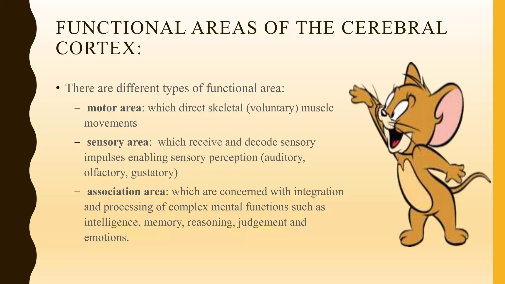 FUNCTIONAL AREAS OF THE CEREBRAL
CORTEX:
• There are different types of functional area:
– motor area: which direct skeletal (voluntary) muscle
movements
– sensory area: which receive and decode sensory
impulses enabling sensory perception (auditory,
olfactory, gustatory)
– association area: which are concerned with integration
and processing of complex mental functions such as
intelligence, memory, reasoning, judgement and
emotions.
 