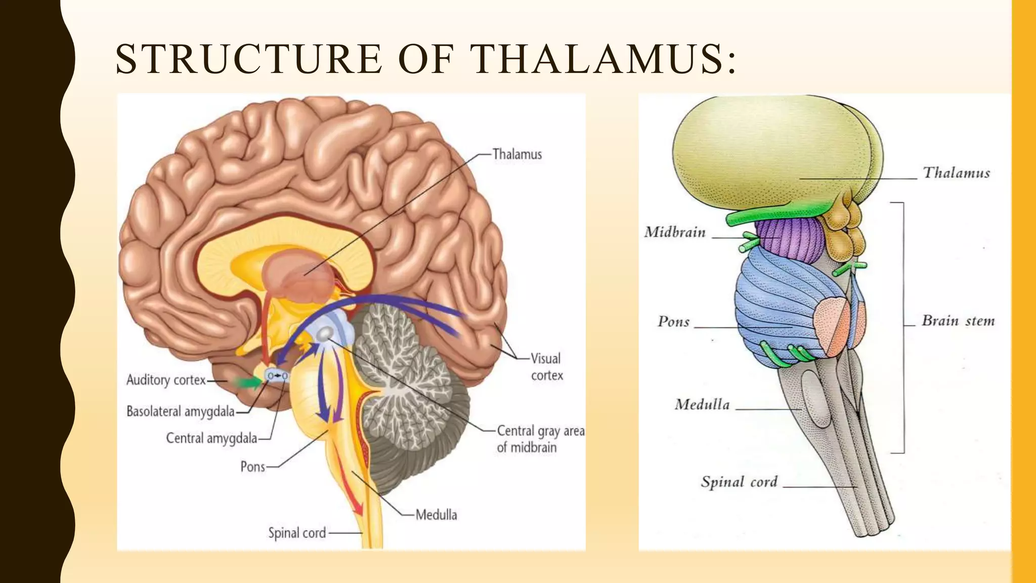 STRUCTURE OF THALAMUS:
 