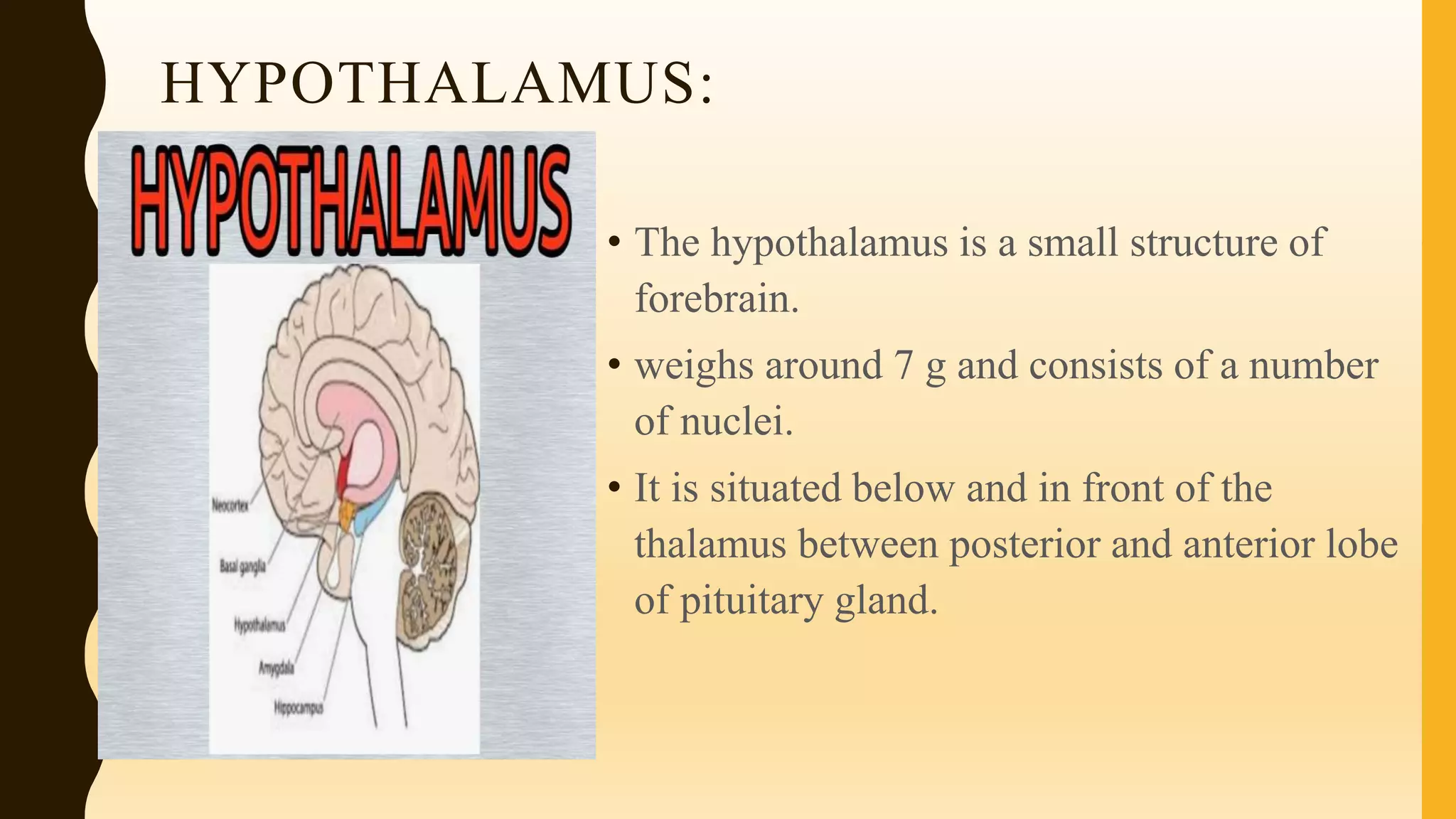 HYPOTHALAMUS:
• The hypothalamus is a small structure of
forebrain.
• weighs around 7 g and consists of a number
of nuclei.
• It is situated below and in front of the
thalamus between posterior and anterior lobe
of pituitary gland.
 