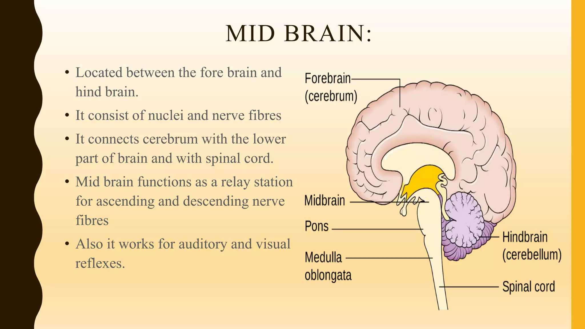 MID BRAIN:
• Located between the fore brain and
hind brain.
• It consist of nuclei and nerve fibres
• It connects cerebrum with the lower
part of brain and with spinal cord.
• Mid brain functions as a relay station
for ascending and descending nerve
fibres
• Also it works for auditory and visual
reflexes.
 