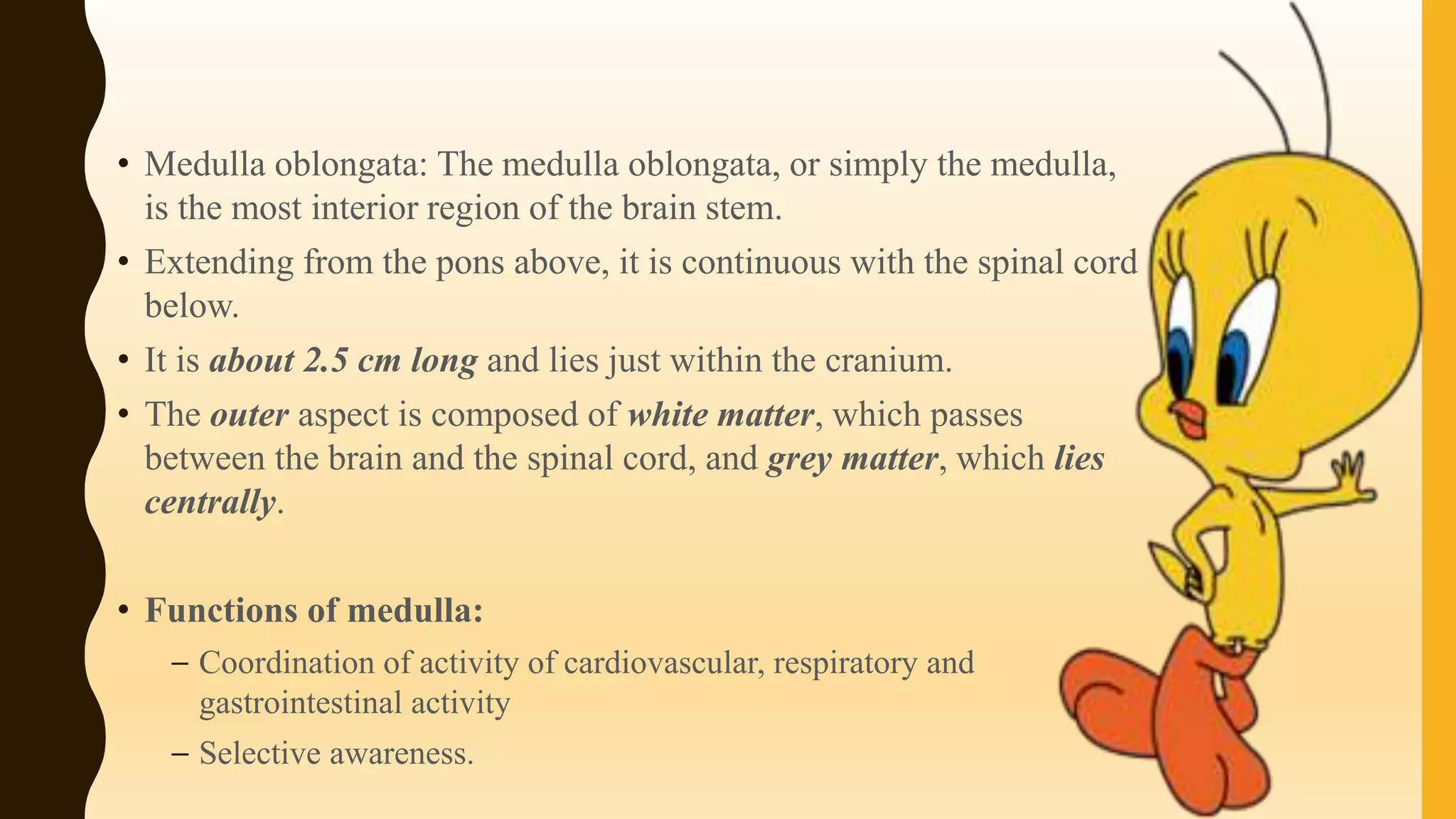 • Medulla oblongata: The medulla oblongata, or simply the medulla,
is the most interior region of the brain stem.
• Extending from the pons above, it is continuous with the spinal cord
below.
• It is about 2.5 cm long and lies just within the cranium.
• The outer aspect is composed of white matter, which passes
between the brain and the spinal cord, and grey matter, which lies
centrally.
• Functions of medulla:
– Coordination of activity of cardiovascular, respiratory and
gastrointestinal activity
– Selective awareness.
 