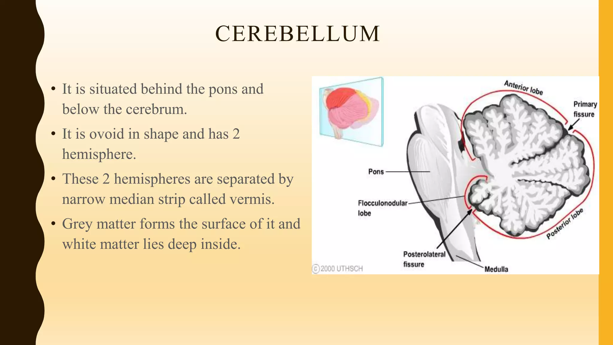 CEREBELLUM
• It is situated behind the pons and
below the cerebrum.
• It is ovoid in shape and has 2
hemisphere.
• These 2 hemispheres are separated by
narrow median strip called vermis.
• Grey matter forms the surface of it and
white matter lies deep inside.
 