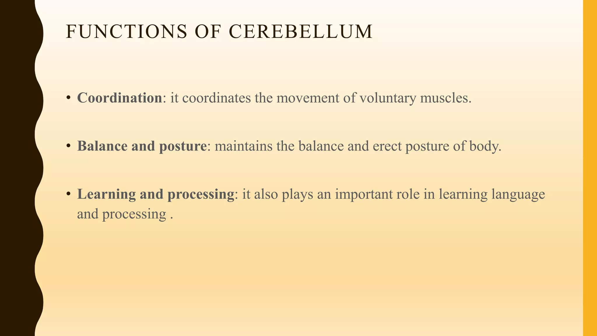 FUNCTIONS OF CEREBELLUM
• Coordination: it coordinates the movement of voluntary muscles.
• Balance and posture: maintains the balance and erect posture of body.
• Learning and processing: it also plays an important role in learning language
and processing .
 