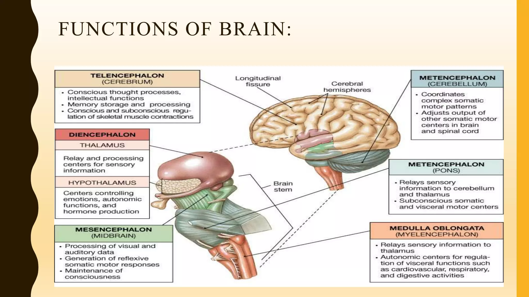 FUNCTIONS OF BRAIN:
 