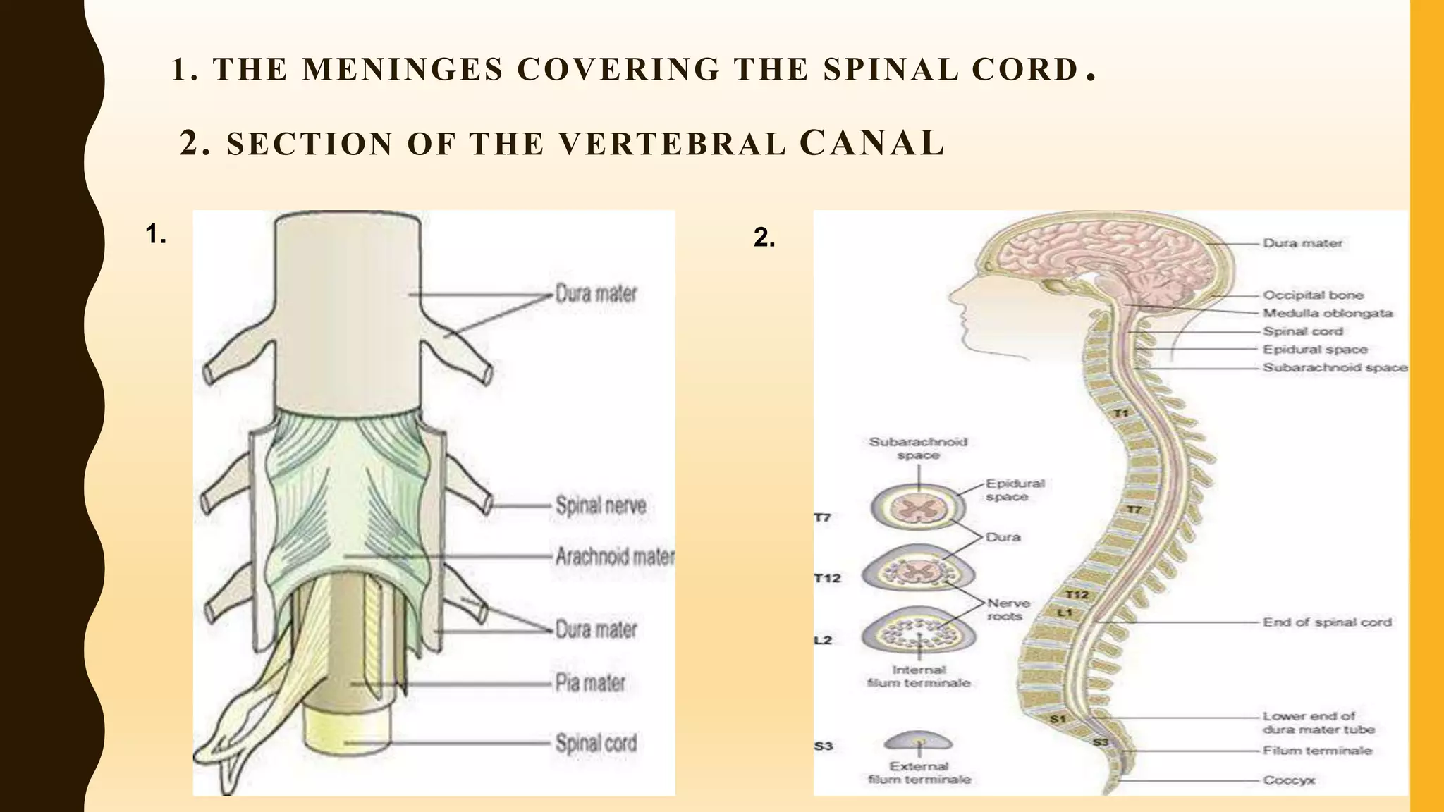 1. THE MENINGES COVERING THE SPINAL CORD.
2. SECTION OF THE VERTEBRAL CANAL
1. 2.
 
