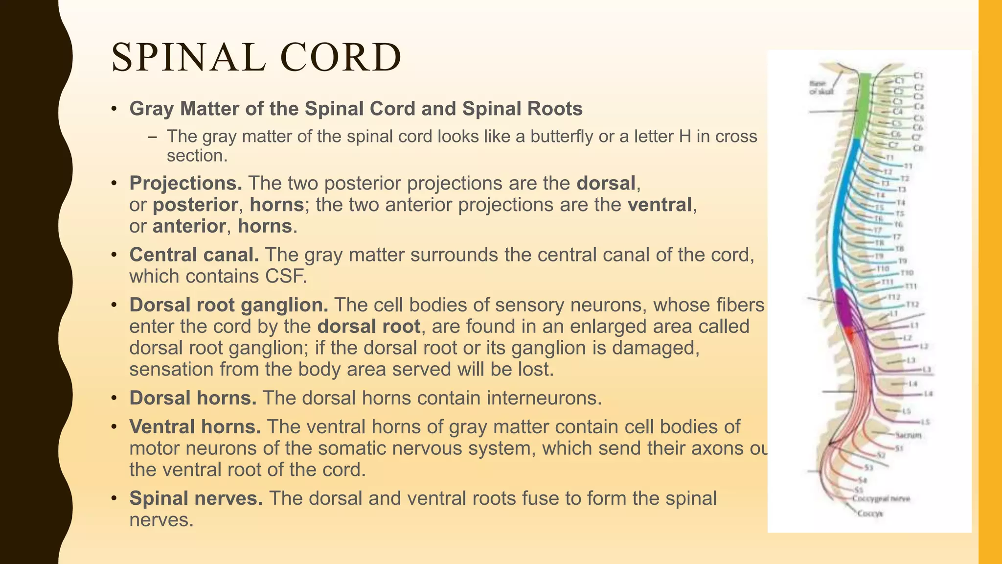 SPINAL CORD
• Gray Matter of the Spinal Cord and Spinal Roots
– The gray matter of the spinal cord looks like a butterfly or a letter H in cross
section.
• Projections. The two posterior projections are the dorsal,
or posterior, horns; the two anterior projections are the ventral,
or anterior, horns.
• Central canal. The gray matter surrounds the central canal of the cord,
which contains CSF.
• Dorsal root ganglion. The cell bodies of sensory neurons, whose fibers
enter the cord by the dorsal root, are found in an enlarged area called
dorsal root ganglion; if the dorsal root or its ganglion is damaged,
sensation from the body area served will be lost.
• Dorsal horns. The dorsal horns contain interneurons.
• Ventral horns. The ventral horns of gray matter contain cell bodies of
motor neurons of the somatic nervous system, which send their axons out
the ventral root of the cord.
• Spinal nerves. The dorsal and ventral roots fuse to form the spinal
nerves.
 