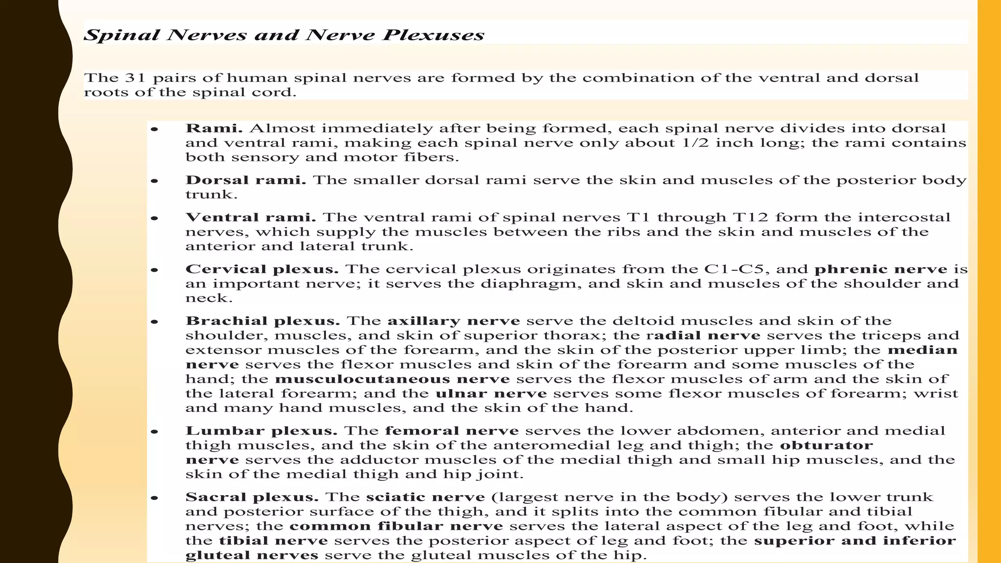 Spinal Nerves and Nerve Plexuses
The 31 pairs of human spinal nerves are formed by the combination of the ventral and dorsal
roots of the spinal cord.
 Rami. Almost immediately after being formed, each spinal nerve divides into dorsal
and ventral rami, making each spinal nerve only about 1/2 inch long; the rami contains
both sensory and motor fibers.
 Dorsal rami. The smaller dorsal rami serve the skin and muscles of the posterior body
trunk.
 Ventral rami. The ventral rami of spinal nerves T1 through T12 form the intercostal
nerves, which supply the muscles between the ribs and the skin and muscles of the
anterior and lateral trunk.
 Cervical plexus. The cervical plexus originates from the C1-C5, and phrenic nerve is
an important nerve; it serves the diaphragm, and skin and muscles of the shoulder and
neck.
 Brachial plexus. The axillary nerve serve the deltoid muscles and skin of the
shoulder, muscles, and skin of superior thorax; the radial nerve serves the triceps and
extensor muscles of the forearm, and the skin of the posterior upper limb; the median
nerve serves the flexor muscles and skin of the forearm and some muscles of the
hand; the musculocutaneous nerve serves the flexor muscles of arm and the skin of
the lateral forearm; and the ulnar nerve serves some flexor muscles of forearm; wrist
and many hand muscles, and the skin of the hand.
 Lumbar plexus. The femoral nerve serves the lower abdomen, anterior and medial
thigh muscles, and the skin of the anteromedial leg and thigh; the obturator
nerve serves the adductor muscles of the medial thigh and small hip muscles, and the
skin of the medial thigh and hip joint.
 Sacral plexus. The sciatic nerve (largest nerve in the body) serves the lower trunk
and posterior surface of the thigh, and it splits into the common fibular and tibial
nerves; the common fibular nerve serves the lateral aspect of the leg and foot, while
the tibial nerve serves the posterior aspect of leg and foot; the superior and inferior
gluteal nerves serve the gluteal muscles of the hip.
 