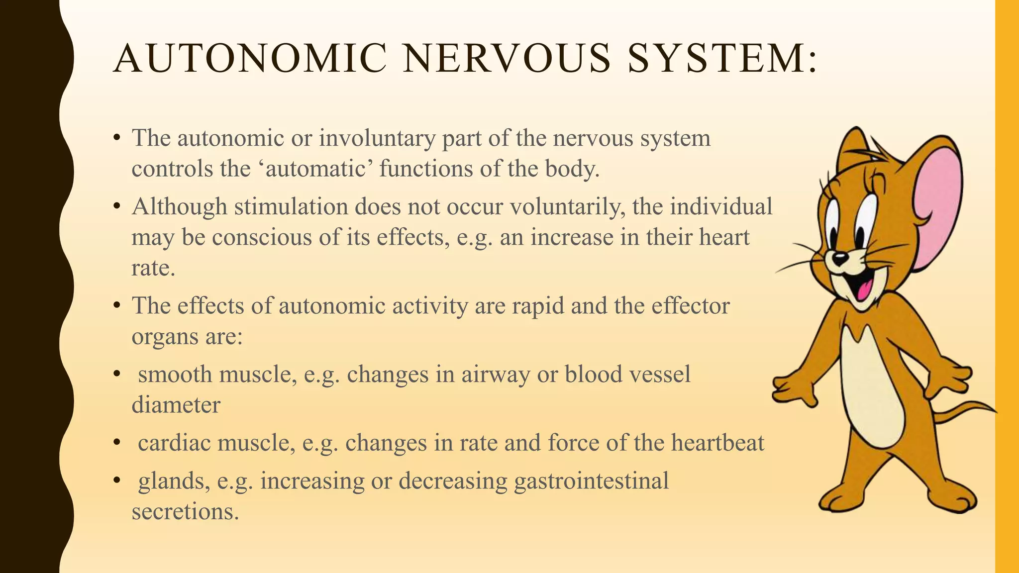 AUTONOMIC NERVOUS SYSTEM:
• The autonomic or involuntary part of the nervous system
controls the ‘automatic’ functions of the body.
• Although stimulation does not occur voluntarily, the individual
may be conscious of its effects, e.g. an increase in their heart
rate.
• The effects of autonomic activity are rapid and the effector
organs are:
• smooth muscle, e.g. changes in airway or blood vessel
diameter
• cardiac muscle, e.g. changes in rate and force of the heartbeat
• glands, e.g. increasing or decreasing gastrointestinal
secretions.
 