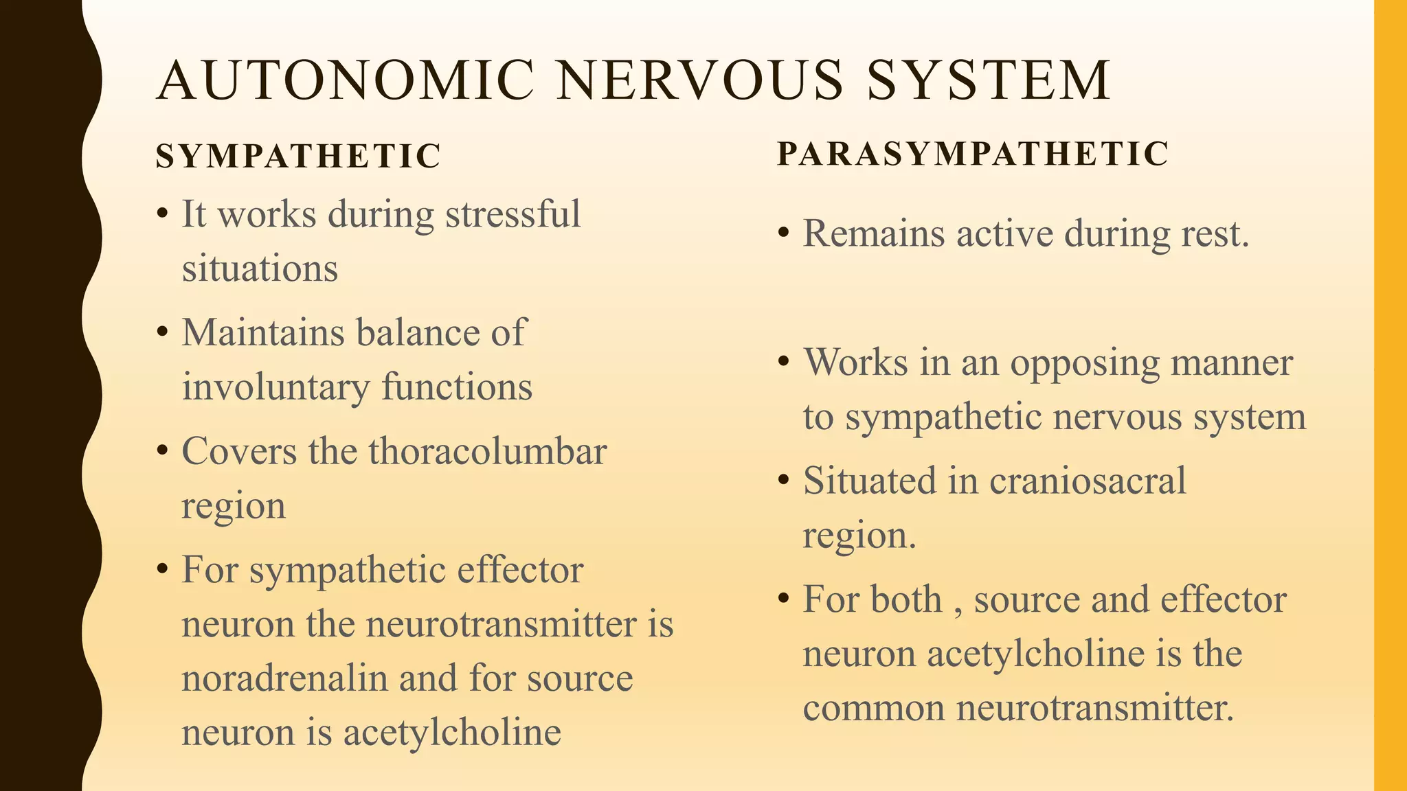 AUTONOMIC NERVOUS SYSTEM
SYMPATHETIC
• It works during stressful
situations
• Maintains balance of
involuntary functions
• Covers the thoracolumbar
region
• For sympathetic effector
neuron the neurotransmitter is
noradrenalin and for source
neuron is acetylcholine
PARASYMPATHETIC
• Remains active during rest.
• Works in an opposing manner
to sympathetic nervous system
• Situated in craniosacral
region.
• For both , source and effector
neuron acetylcholine is the
common neurotransmitter.
 