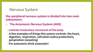 Nervous System
Our peripheral nervous system is divided into two main
subsystems:
1. The Autonomic Nervous System (ANS)
• controls involuntary movement of the body.
• A few examples of things this system controls: the heart,
digestion, respiration, salivation (saliva production),
perspiration (sweating)
• For autonomic think automatic!
 