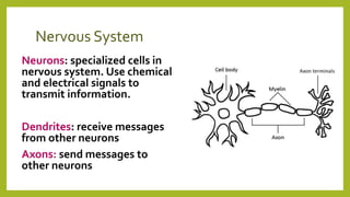 Nervous System
Neurons: specialized cells in
nervous system. Use chemical
and electrical signals to
transmit information.
Dendrites: receive messages
from other neurons
Axons: send messages to
other neurons
 