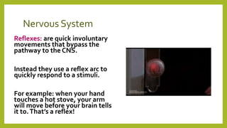 Nervous System
Reflexes: are quick involuntary
movements that bypass the
pathway to the CNS.
Instead they use a reflex arc to
quickly respond to a stimuli.
For example: when your hand
touches a hot stove, your arm
will move before your brain tells
it to.That’s a reflex!
 