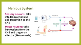 Nervous System
Sensory neurons: take
info from a stimulus
and transmit it to the
CNS
Motor neurons: take
instructions from the
CNS and trigger an
effector (like a muscle)
 