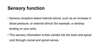 Sensory function
• Sensory receptors detect internal stimuli, such as an increase in
blood pressure, or external stimuli (for example, a raindrop
landing on your arm).
• This sensory information is then carried into the brain and spinal
cord through cranial and spinal nerves.
 