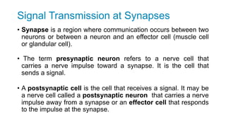 Signal Transmission at Synapses
• Synapse is a region where communication occurs between two
neurons or between a neuron and an effector cell (muscle cell
or glandular cell).
• The term presynaptic neuron refers to a nerve cell that
carries a nerve impulse toward a synapse. It is the cell that
sends a signal.
• A postsynaptic cell is the cell that receives a signal. It may be
a nerve cell called a postsynaptic neuron that carries a nerve
impulse away from a synapse or an effector cell that responds
to the impulse at the synapse.
 