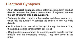 Electrical Synapses
• At an electrical synapse, action potentials (impulses) conduct
directly between the plasma membranes of adjacent neurons
through structures called gap junctions.
• Each gap junction contains a hundred or so tubular connexons,
which act like tunnels to connect the cytosol of the two cells
directly
• As ions flow from one cell to the next through the connexons,
the action potential spreads from cell to cell.
• Gap junctions are common in visceral smooth muscle, cardiac
muscle, and the developing embryo. They also occur in the
brain.
 