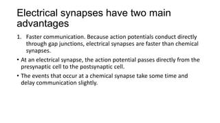 Electrical synapses have two main
advantages
1. Faster communication. Because action potentials conduct directly
through gap junctions, electrical synapses are faster than chemical
synapses.
• At an electrical synapse, the action potential passes directly from the
presynaptic cell to the postsynaptic cell.
• The events that occur at a chemical synapse take some time and
delay communication slightly.
 