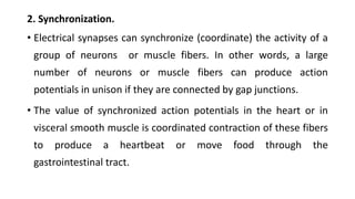 2. Synchronization.
• Electrical synapses can synchronize (coordinate) the activity of a
group of neurons or muscle fibers. In other words, a large
number of neurons or muscle fibers can produce action
potentials in unison if they are connected by gap junctions.
• The value of synchronized action potentials in the heart or in
visceral smooth muscle is coordinated contraction of these fibers
to produce a heartbeat or move food through the
gastrointestinal tract.
 