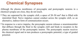 Chemical Synapses
Although the plasma membranes of presynaptic and postsynaptic neurons in a
chemical synapse are close, they do not touch.
• They are separated by the synaptic cleft, a space of 20–50 nm* that is filled with
interstitial fluid. Nerve impulses cannot conduct across the synaptic cleft, so an
alternative, indirect form of communication occurs.
• In response to a nerve impulse, the presynaptic neuron releases a neurotransmitter
that diffuses through the fluid in the synaptic cleft and binds to receptors in the
plasma membrane of the postsynaptic neuron. The postsynaptic neuron receives
the chemical signal and in turn produces a postsynaptic potential, a type of graded
potential.
 