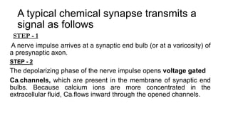 A typical chemical synapse transmits a
signal as follows
SSTEP - 1
A nerve impulse arrives at a synaptic end bulb (or at a varicosity) of
a presynaptic axon.
STEP - 2
The depolarizing phase of the nerve impulse opens voltage gated
Ca2 channels, which are present in the membrane of synaptic end
bulbs. Because calcium ions are more concentrated in the
extracellular fluid, Ca2 flows inward through the opened channels.
 