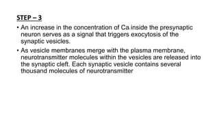 STEP – 3
• An increase in the concentration of Ca2 inside the presynaptic
neuron serves as a signal that triggers exocytosis of the
synaptic vesicles.
• As vesicle membranes merge with the plasma membrane,
neurotransmitter molecules within the vesicles are released into
the synaptic cleft. Each synaptic vesicle contains several
thousand molecules of neurotransmitter
 