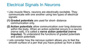 Electrical Signals In Neurons
• Like muscle fibers, neurons are electrically excitable. They
communicate with one another using two types of electrical
signals:
(1) Graded potentials are used for short- distance
communication only.
(2) Action potentials allow communication over long distances
within the body. When an action potential occurs in a neuron
(nerve cell), it is called a nerve action potential (nerve
impulse). To understand the functions of graded potentials
and action potentials
• Lets consider how the nervous system allows you to feel the
smooth surface of a pen that you have picked up from a table
 