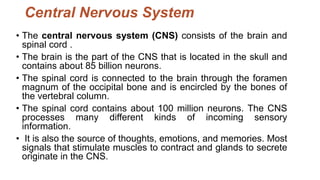 Central Nervous System
• The central nervous system (CNS) consists of the brain and
spinal cord .
• The brain is the part of the CNS that is located in the skull and
contains about 85 billion neurons.
• The spinal cord is connected to the brain through the foramen
magnum of the occipital bone and is encircled by the bones of
the vertebral column.
• The spinal cord contains about 100 million neurons. The CNS
processes many different kinds of incoming sensory
information.
• It is also the source of thoughts, emotions, and memories. Most
signals that stimulate muscles to contract and glands to secrete
originate in the CNS.
 