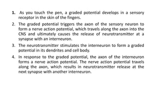 1. As you touch the pen, a graded potential develops in a sensory
receptor in the skin of the fingers.
2. The graded potential triggers the axon of the sensory neuron to
form a nerve action potential, which travels along the axon into the
CNS and ultimately causes the release of neurotransmitter at a
synapse with an interneuron.
3. The neurotransmitter stimulates the interneuron to form a graded
potential in its dendrites and cell body.
4. In response to the graded potential, the axon of the interneuron
forms a nerve action potential. The nerve action potential travels
along the axon, which results in neurotransmitter release at the
next synapse with another interneuron.
 
