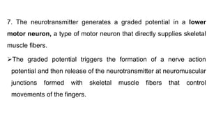 7. The neurotransmitter generates a graded potential in a lower
motor neuron, a type of motor neuron that directly supplies skeletal
muscle fibers.
The graded potential triggers the formation of a nerve action
potential and then release of the neurotransmitter at neuromuscular
junctions formed with skeletal muscle fibers that control
movements of the fingers.
 