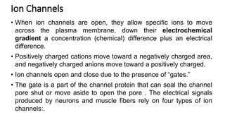 Ion Channels
• When ion channels are open, they allow specific ions to move
across the plasma membrane, down their electrochemical
gradient a concentration (chemical) difference plus an electrical
difference.
• Positively charged cations move toward a negatively charged area,
and negatively charged anions move toward a positively charged.
• Ion channels open and close due to the presence of “gates.”
• The gate is a part of the channel protein that can seal the channel
pore shut or move aside to open the pore . The electrical signals
produced by neurons and muscle fibers rely on four types of ion
channels:.
 