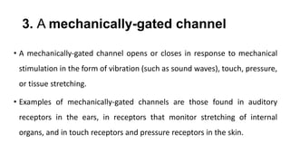 3. A mechanically-gated channel
• A mechanically-gated channel opens or closes in response to mechanical
stimulation in the form of vibration (such as sound waves), touch, pressure,
or tissue stretching.
• Examples of mechanically-gated channels are those found in auditory
receptors in the ears, in receptors that monitor stretching of internal
organs, and in touch receptors and pressure receptors in the skin.
 