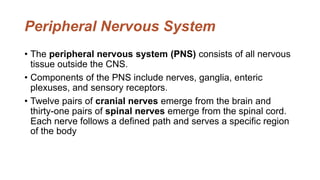 Peripheral Nervous System
• The peripheral nervous system (PNS) consists of all nervous
tissue outside the CNS.
• Components of the PNS include nerves, ganglia, enteric
plexuses, and sensory receptors.
• Twelve pairs of cranial nerves emerge from the brain and
thirty-one pairs of spinal nerves emerge from the spinal cord.
Each nerve follows a defined path and serves a specific region
of the body
 