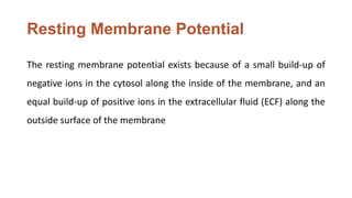 Resting Membrane Potential
The resting membrane potential exists because of a small build-up of
negative ions in the cytosol along the inside of the membrane, and an
equal build-up of positive ions in the extracellular fluid (ECF) along the
outside surface of the membrane
 