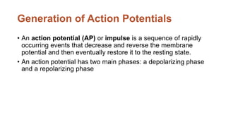 Generation of Action Potentials
• An action potential (AP) or impulse is a sequence of rapidly
occurring events that decrease and reverse the membrane
potential and then eventually restore it to the resting state.
• An action potential has two main phases: a depolarizing phase
and a repolarizing phase
 