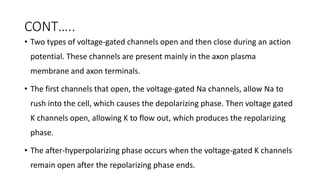 CONT…..
• Two types of voltage-gated channels open and then close during an action
potential. These channels are present mainly in the axon plasma
membrane and axon terminals.
• The first channels that open, the voltage-gated Na channels, allow Na to
rush into the cell, which causes the depolarizing phase. Then voltage gated
K channels open, allowing K to flow out, which produces the repolarizing
phase.
• The after-hyperpolarizing phase occurs when the voltage-gated K channels
remain open after the repolarizing phase ends.
 