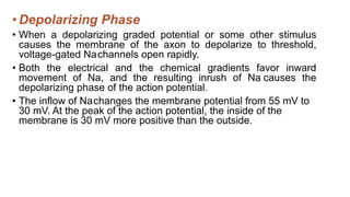 •Depolarizing Phase
• When a depolarizing graded potential or some other stimulus
causes the membrane of the axon to depolarize to threshold,
voltage-gated Nachannels open rapidly.
• Both the electrical and the chemical gradients favor inward
movement of Na, and the resulting inrush of Na causes the
depolarizing phase of the action potential.
• The inflow of Nachanges the membrane potential from 55 mV to
30 mV. At the peak of the action potential, the inside of the
membrane is 30 mV more positive than the outside.
 