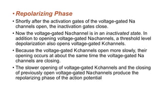 • Repolarizing Phase
• Shortly after the activation gates of the voltage-gated Na
channels open, the inactivation gates close.
• Now the voltage-gated Nachannel is in an inactivated state. In
addition to opening voltage-gated Nachannels, a threshold level
depolarization also opens voltage-gated Kchannels.
• Because the voltage-gated Kchannels open more slowly, their
opening occurs at about the same time the voltage-gated Na
channels are closing.
• The slower opening of voltage-gated Kchannels and the closing
of previously open voltage-gated Nachannels produce the
repolarizing phase of the action potential
 
